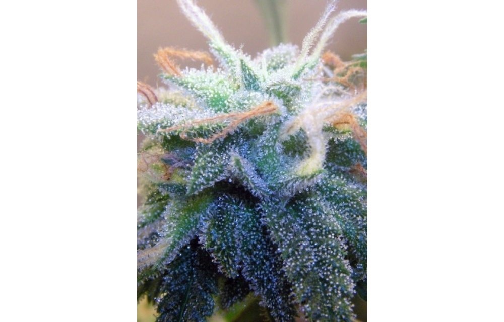White Widow Fem 6 pk