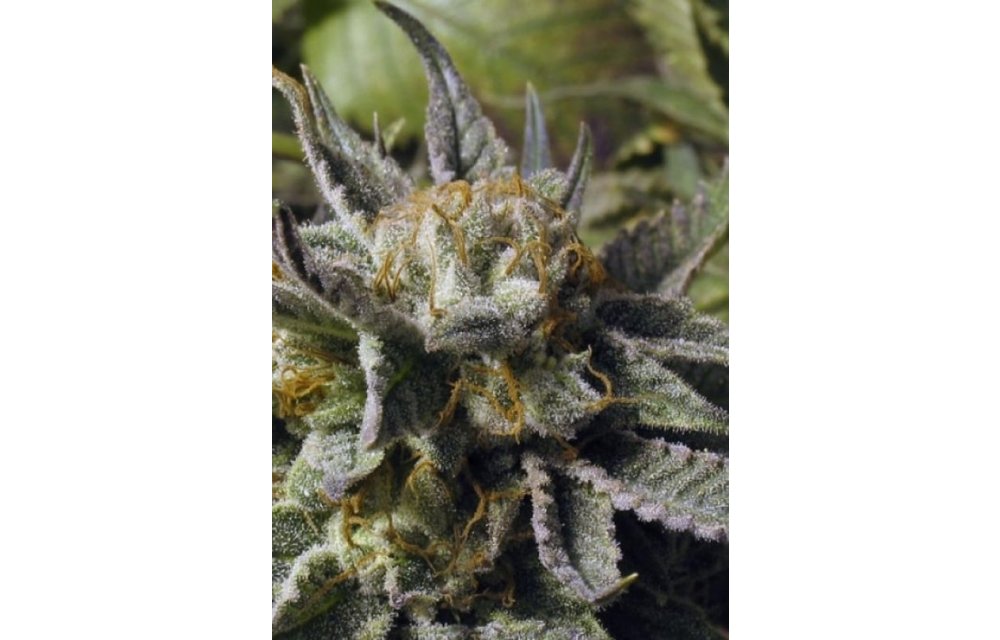 BC God Bud Fem 6 pk