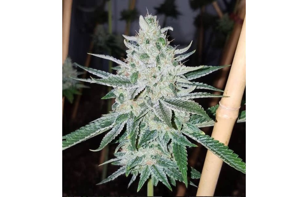 Chem Dog 91 F1 Reg 11 pk