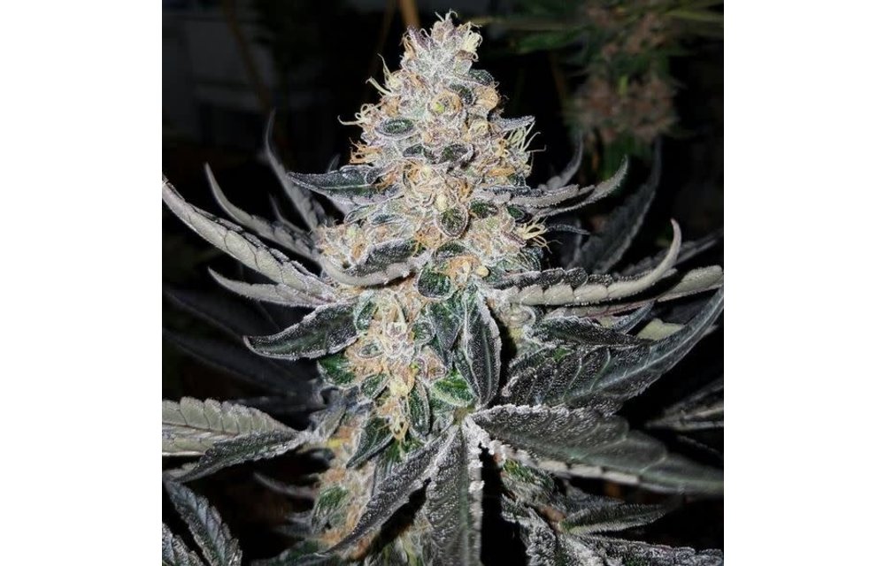 Girl Scout Cookies F1 Reg 11 pk