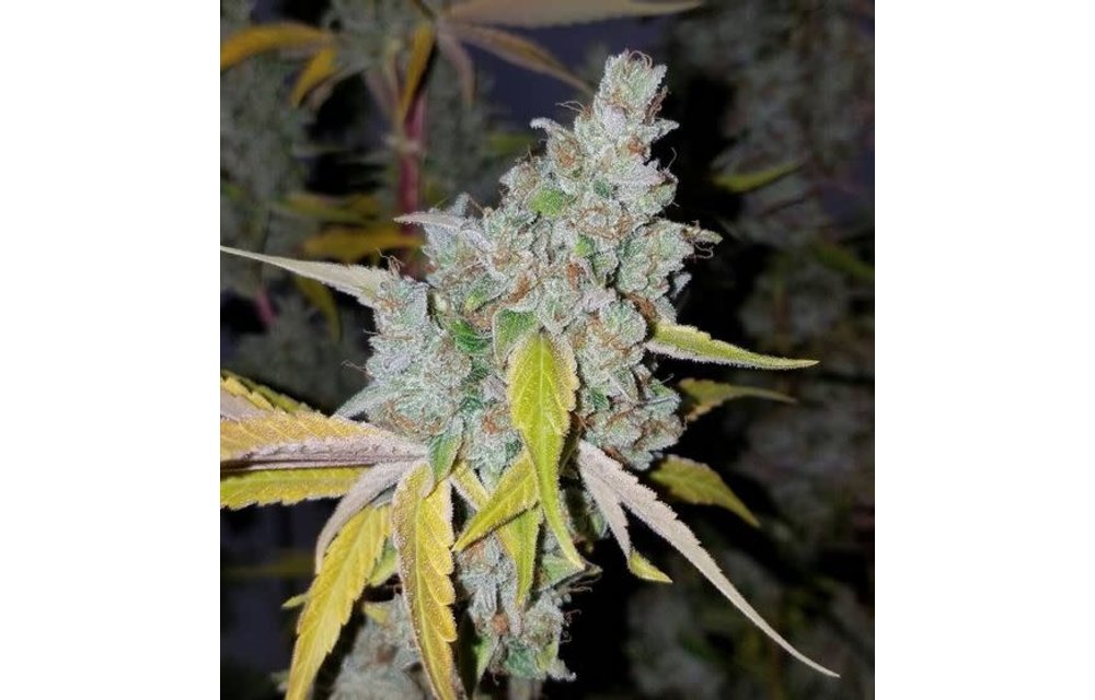 Headband OG F1 Reg 11 pk