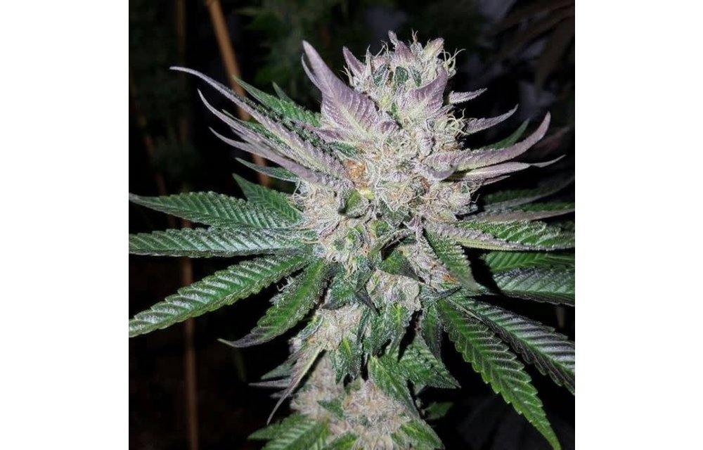 Irene Kush F1 Reg 11 pk