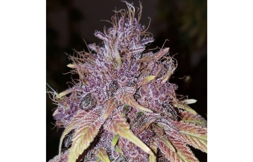 Mendo Purps F1 Reg 11 pk