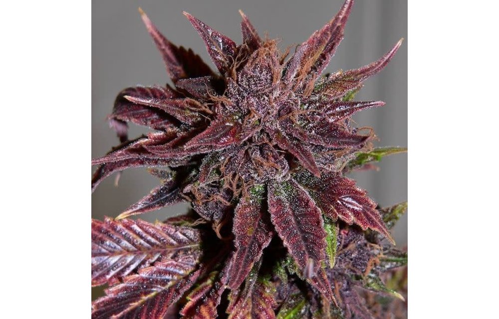 Mendo Purps F1 Reg 11 pk