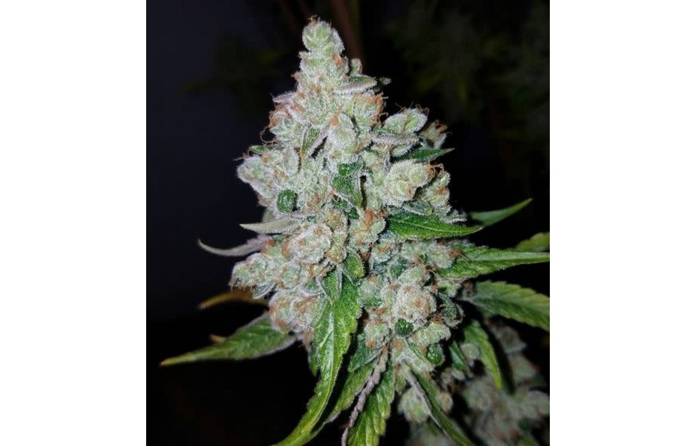 SFV OG Kush F1 Reg 11 pk
