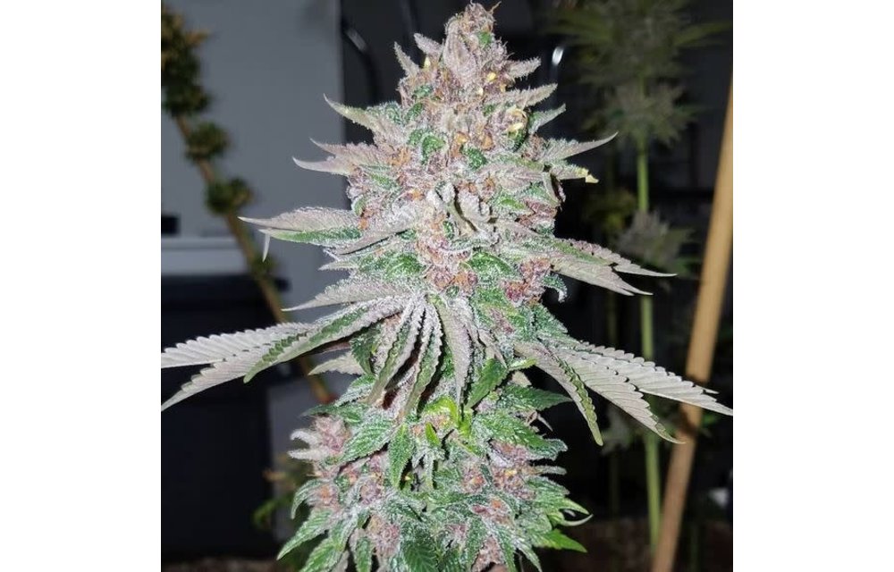 Trainwreck F1 Reg 11 pk