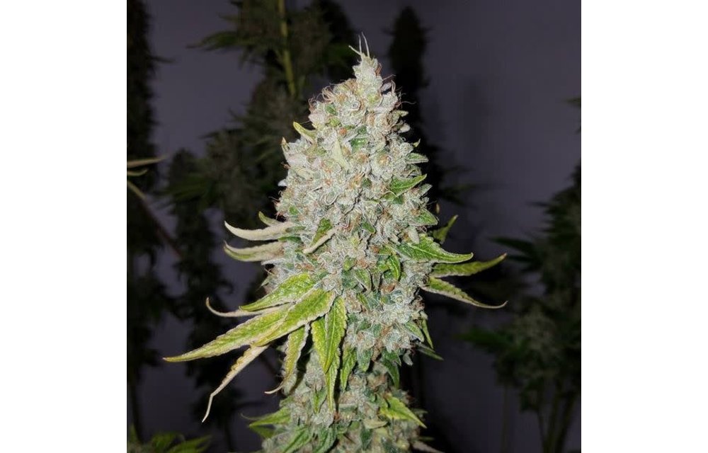 Triangle Kush F1 Reg 11 pk