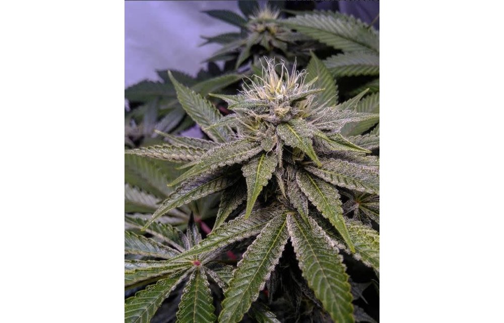 Alien Fruit Cake Reg 5 pk