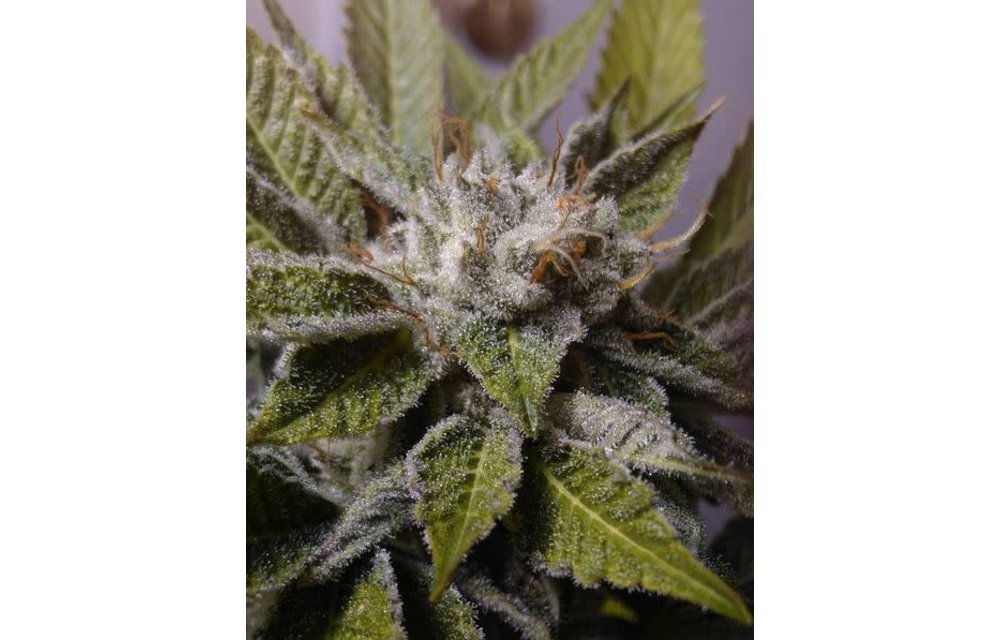 Strawberry Milkshake F2 #10 Reg 5 pk