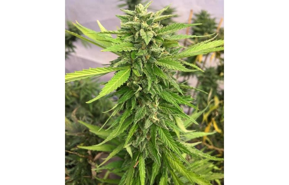 Strawberry Milkshake F2 #8 Reg 5 pk