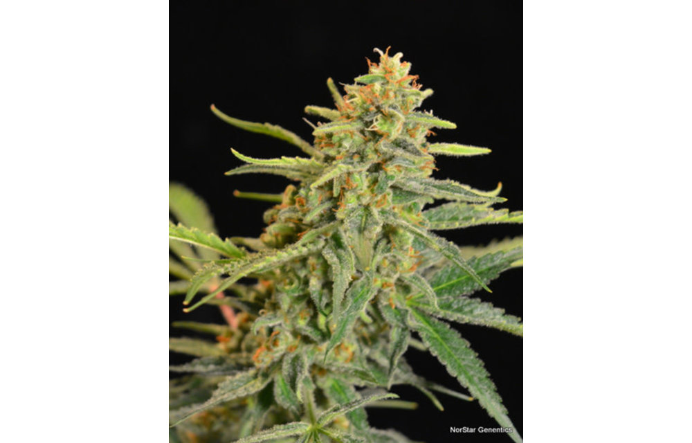 Golden Child Reg 10 pk