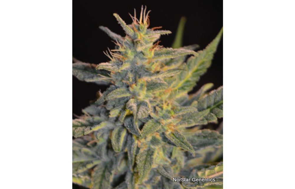 Goo-Che Reg 10 pk