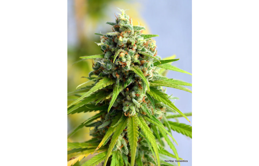 Sugar Kiss Reg 10 pk
