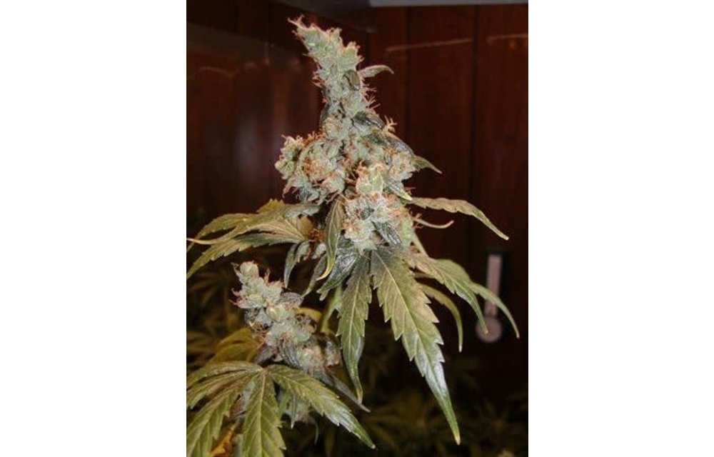 Afghan Haze Reg 5 pk