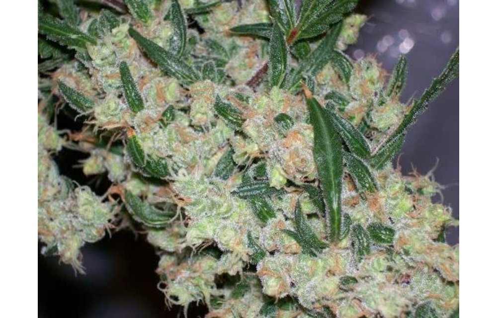 ASH (Afghan Skunk Haze) Reg 5 pk