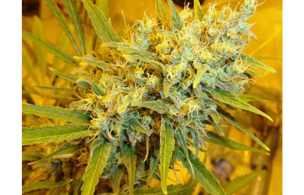Critical Haze Reg 5 pk