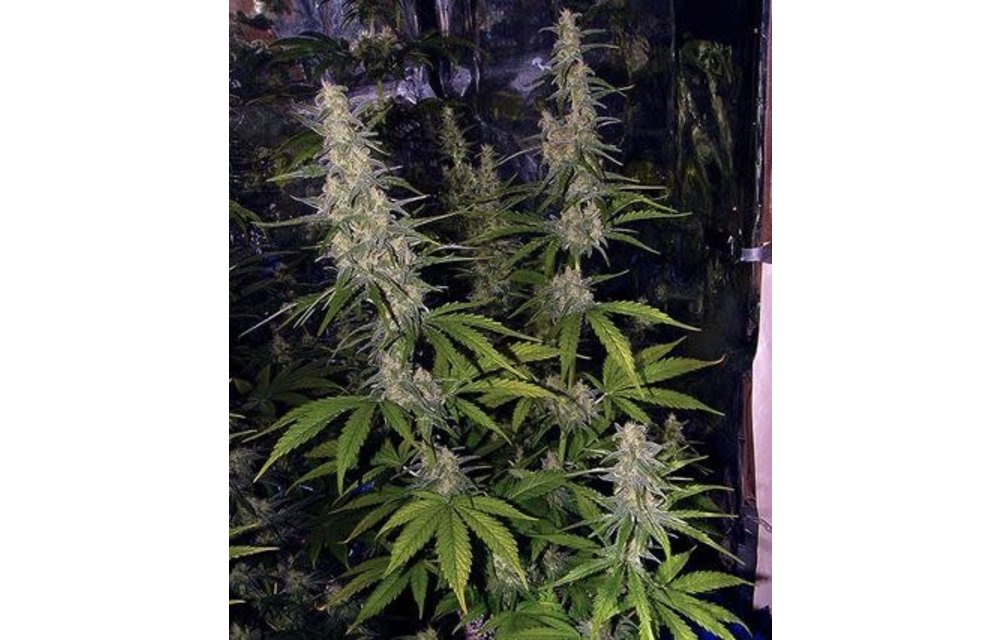 La Nina Reg 5 pk