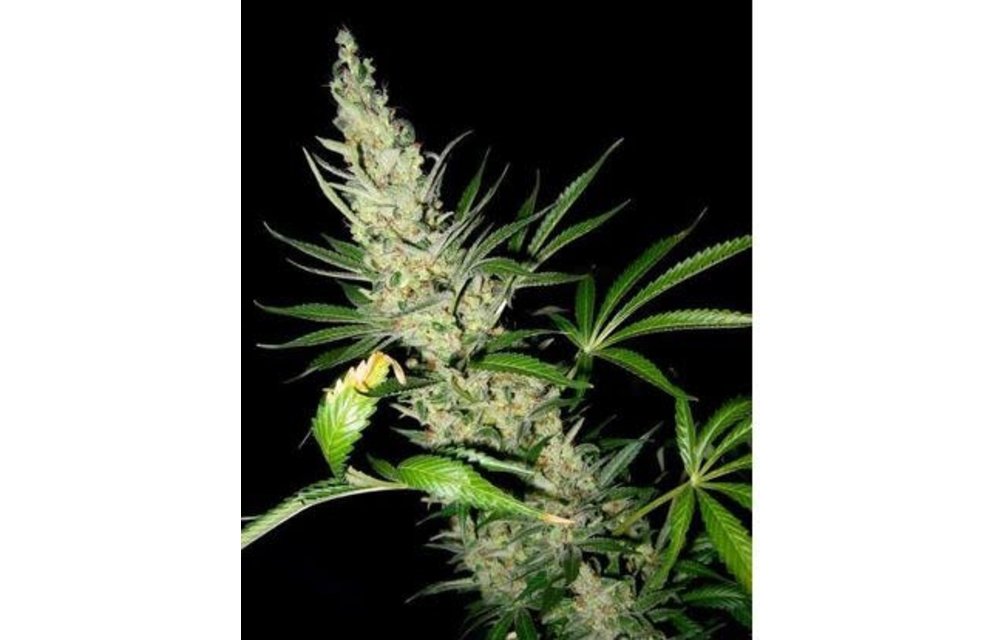 Master Kush x Skunk Reg 5 pk