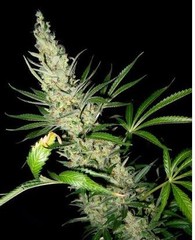 Products tagged with Kush