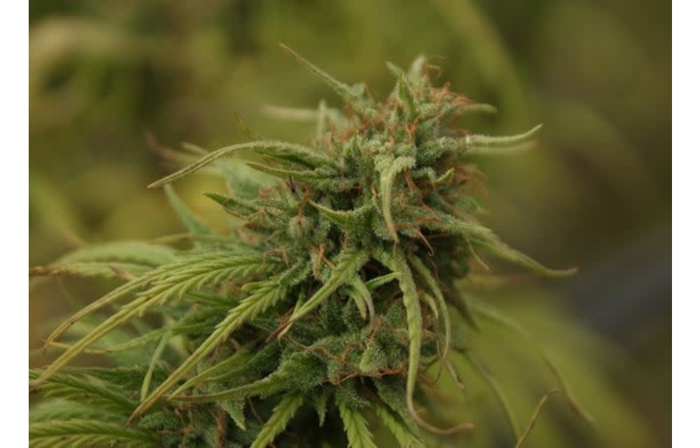 Neville's Skunk Reg 5 pk