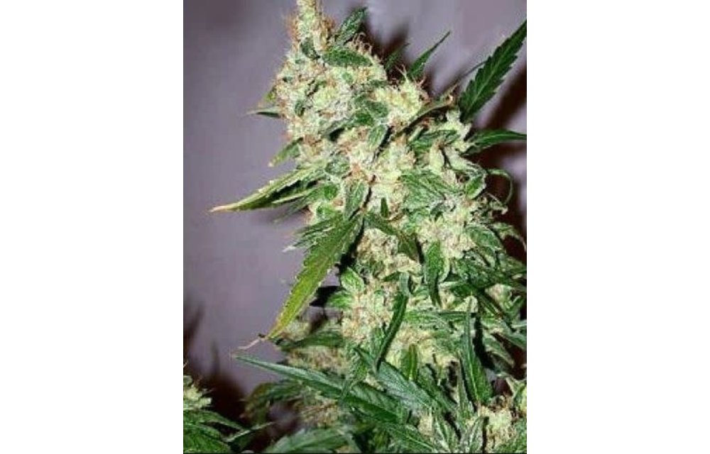 Skunk Haze Reg 5 pk