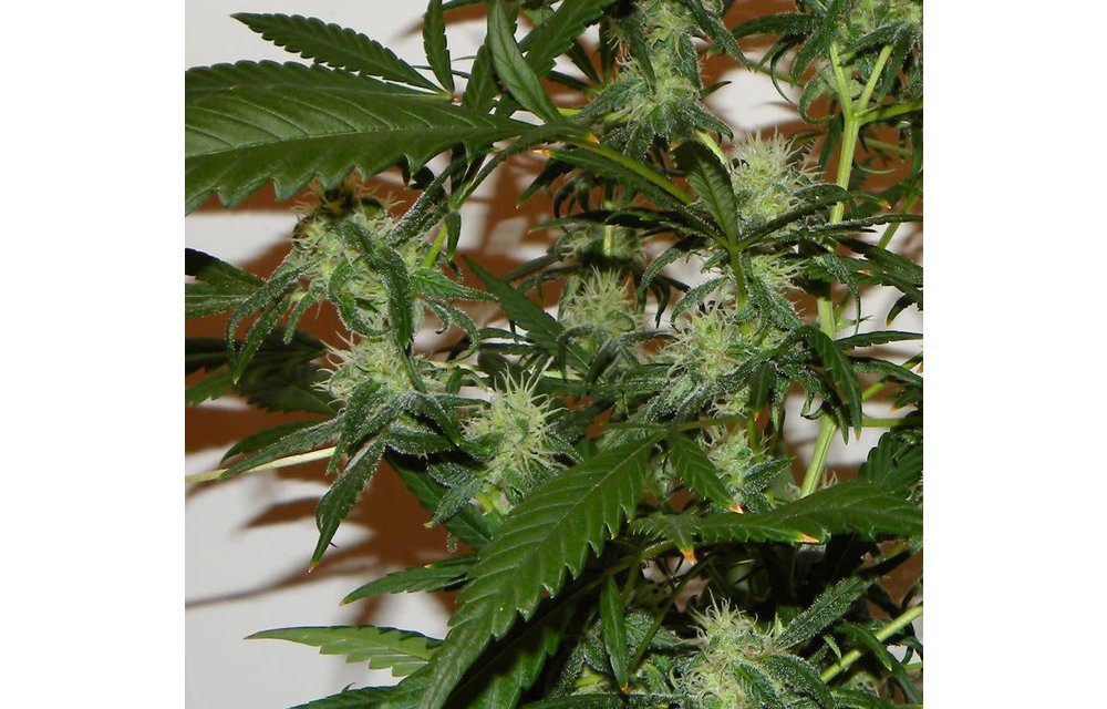 The Cure Reg 5 pk