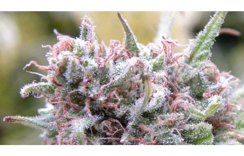 The Cure Reg 5 pk