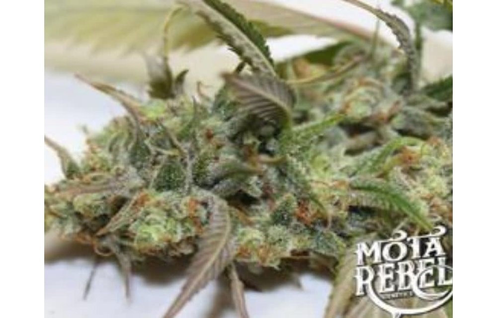 Apollo 13 F4 Reg 10 pk