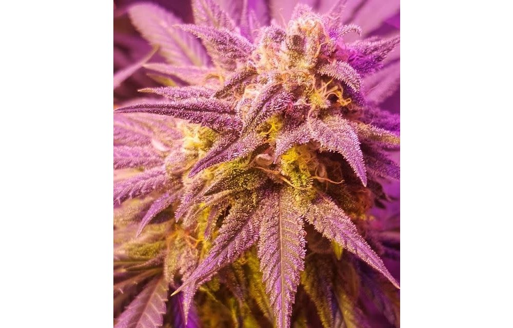 Baked Strawberry Ghash Reg 10 pk