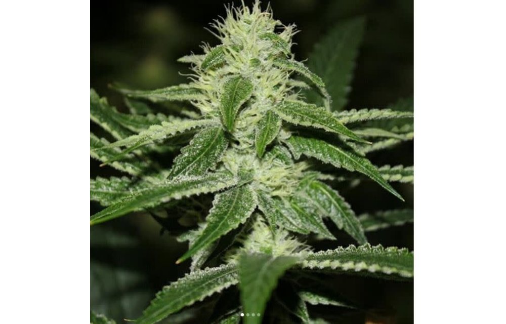 Freebird Kush Reg 5 pk