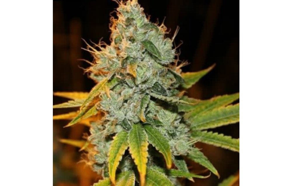Freebird Kush Reg 5 pk