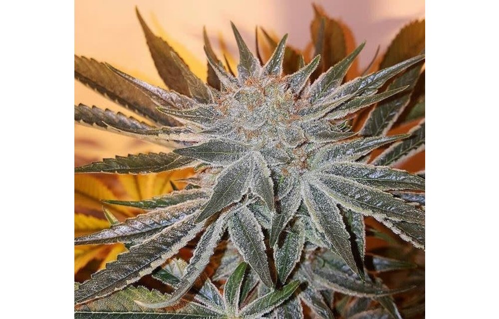 Hard Candy Reg 10 pk