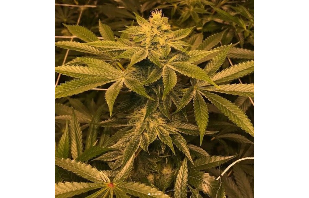 Herijuana OG Reg 10 pk