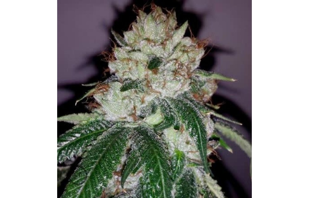 Herijuana OG Reg 10 pk