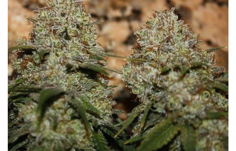 Juana CBD Reg 10 pk