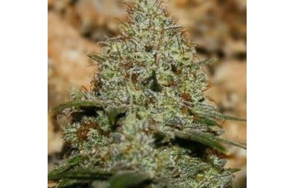 Juana CBD Reg 10 pk