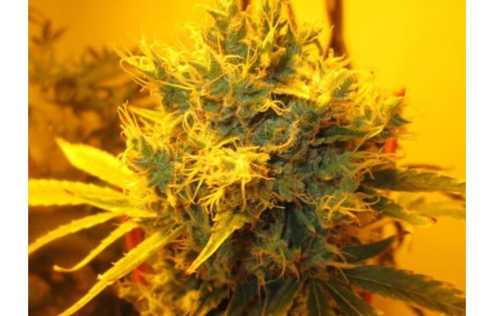 Lung Candy Reg 10 pk