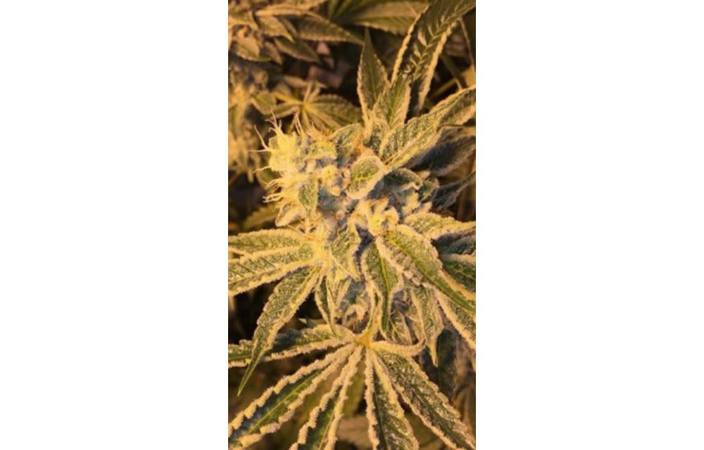 Rebel OG Reg 10 pk