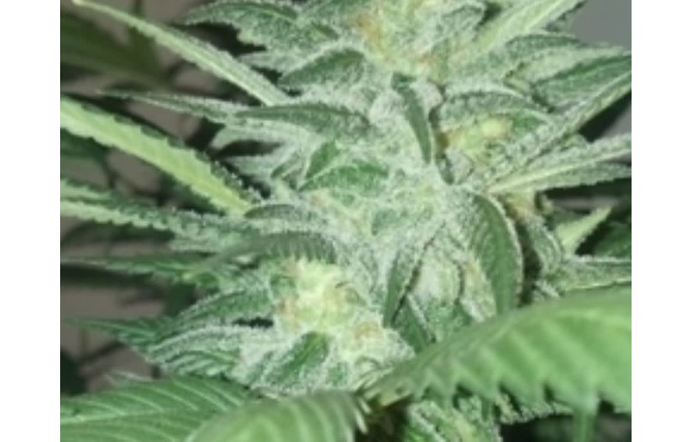 Rebel Yell Reg 10 pk