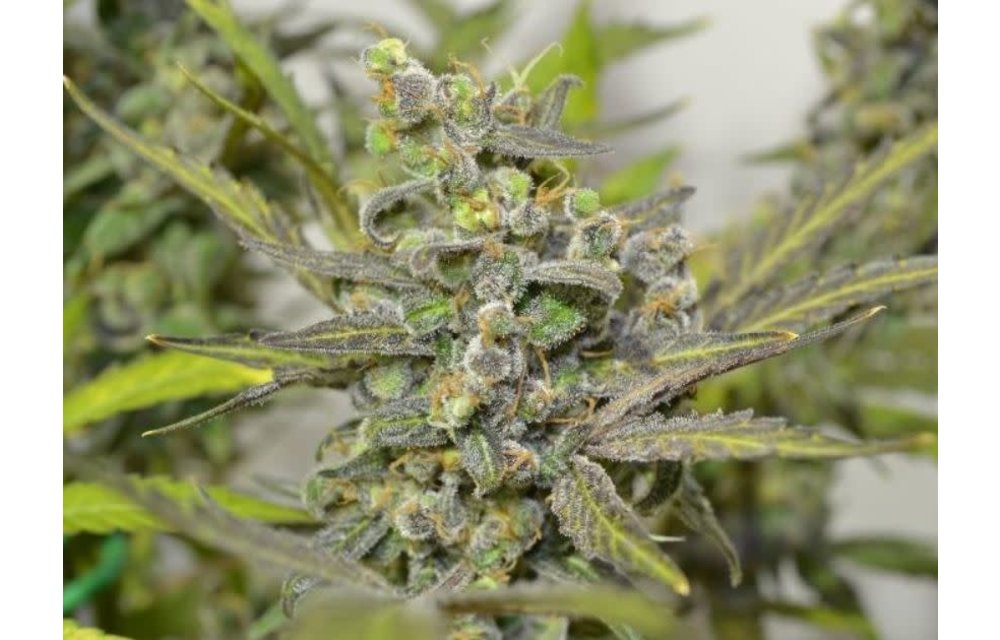 Strawberry Hashplant Reg 10 pk