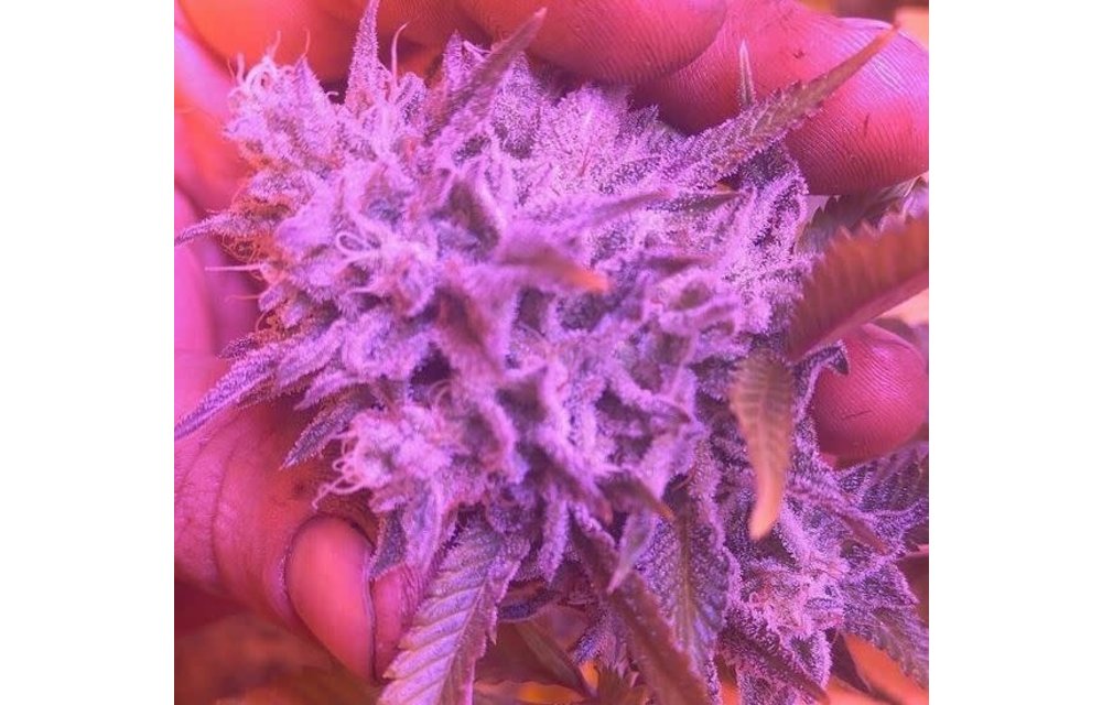 Twisted Lime OG Reg 10 pk