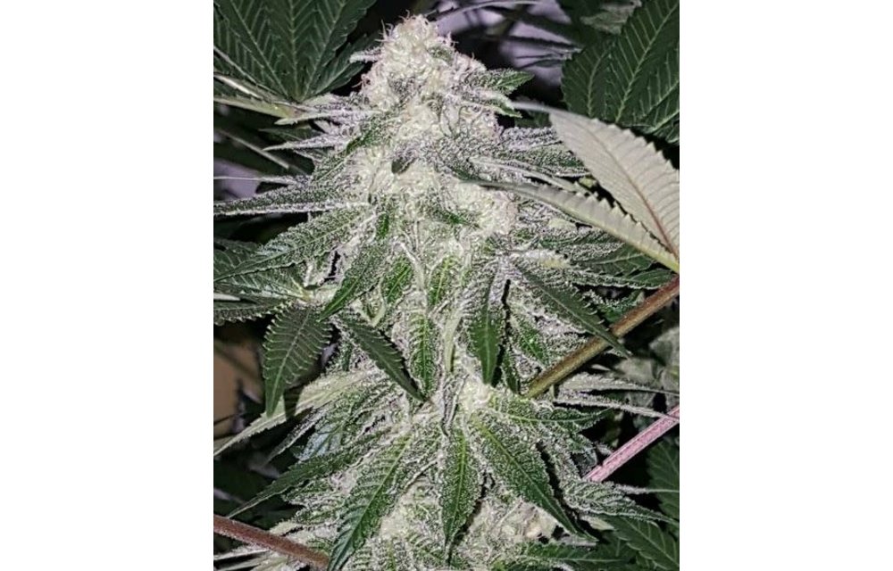 Valley Ghash Reg 10 pk