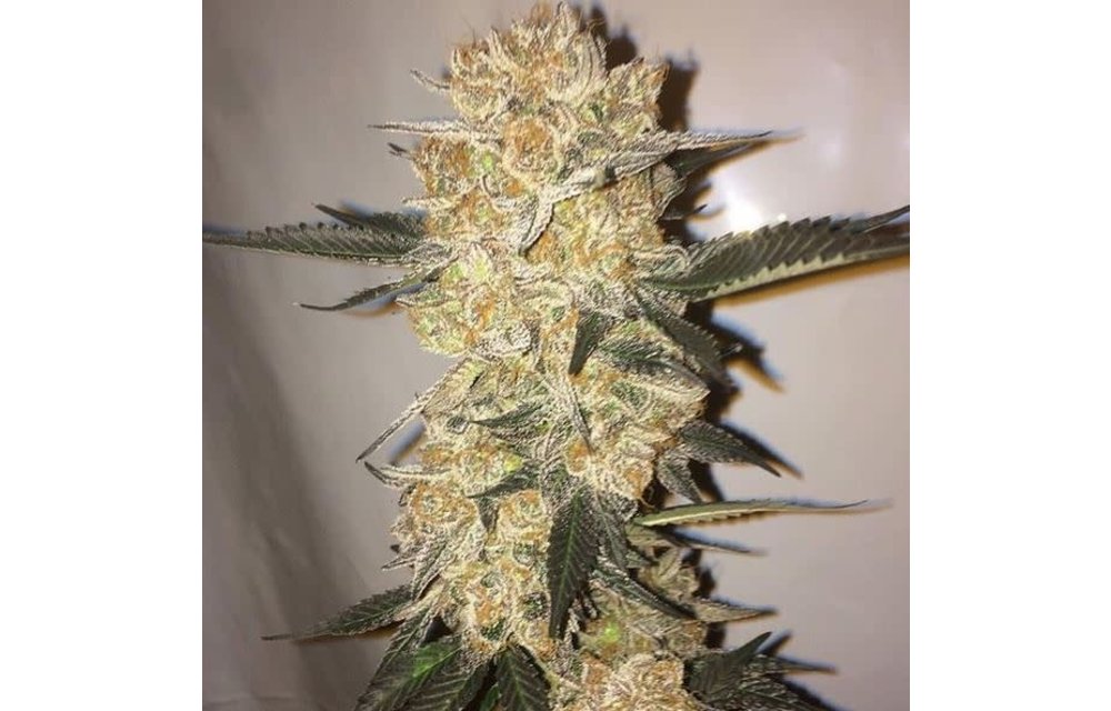 Blue Iguana Reg 10 pk