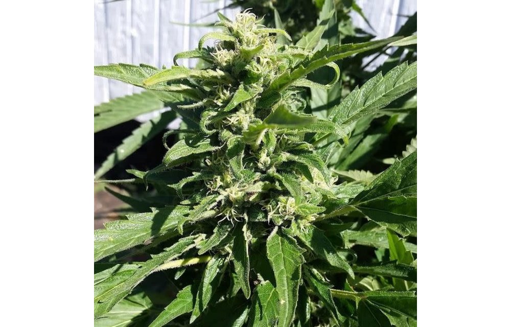 Firefly Reg 5 pk