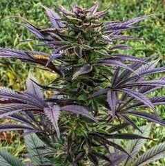 Products tagged with Kush