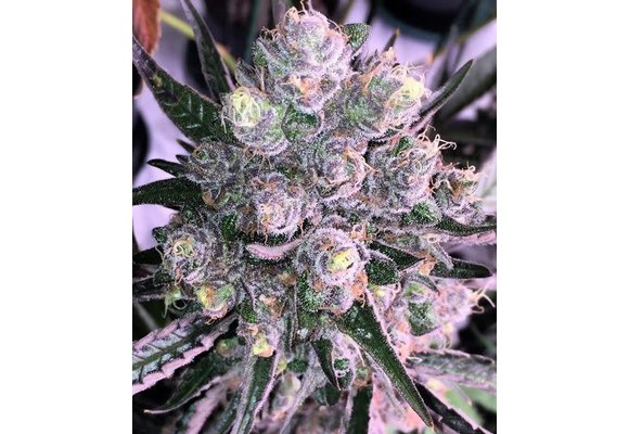 old time indiana bubble gum strain old time indiana bubble gum strain