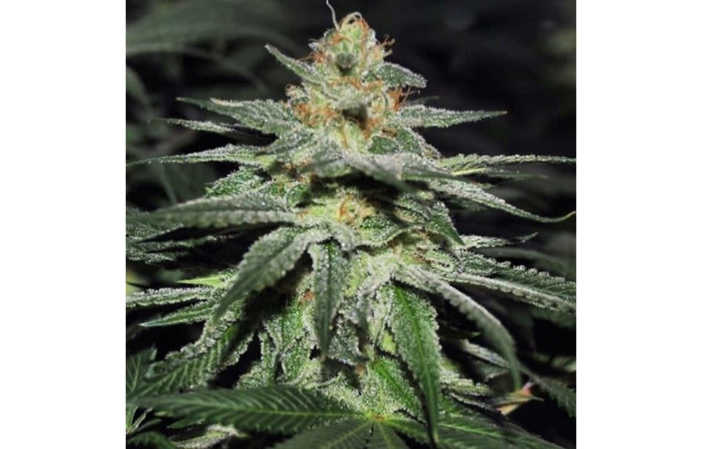 Pink Bubblegum Reg 10 pk