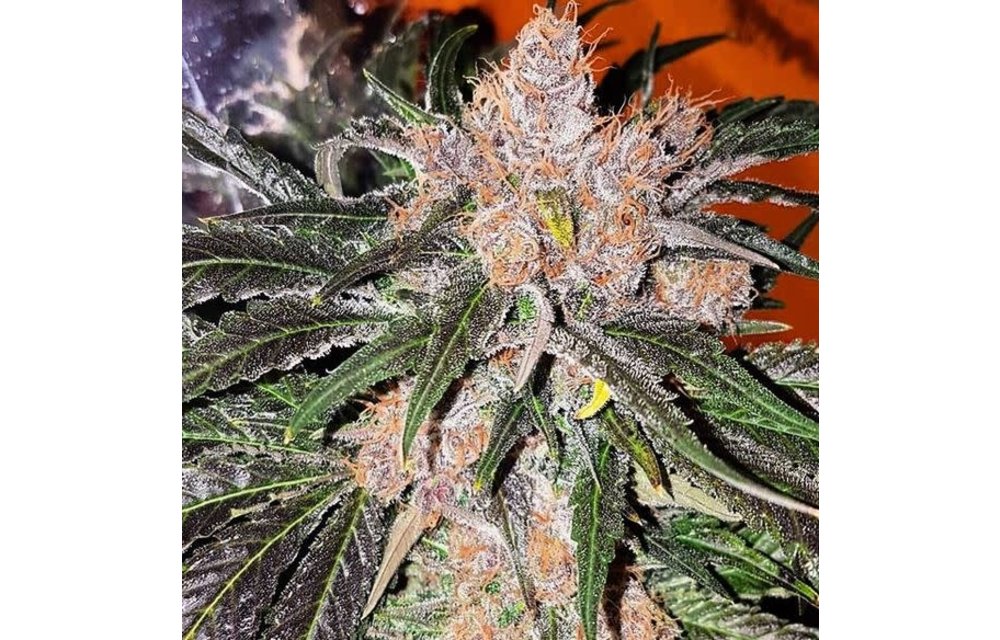 Pink Bubblegum Reg 10 pk