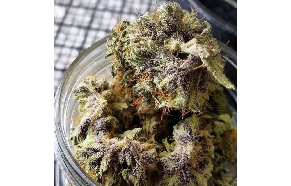 Pink Bubblegum Reg 10 pk