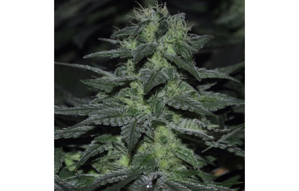 Pink Lemonade Reg 10 pk